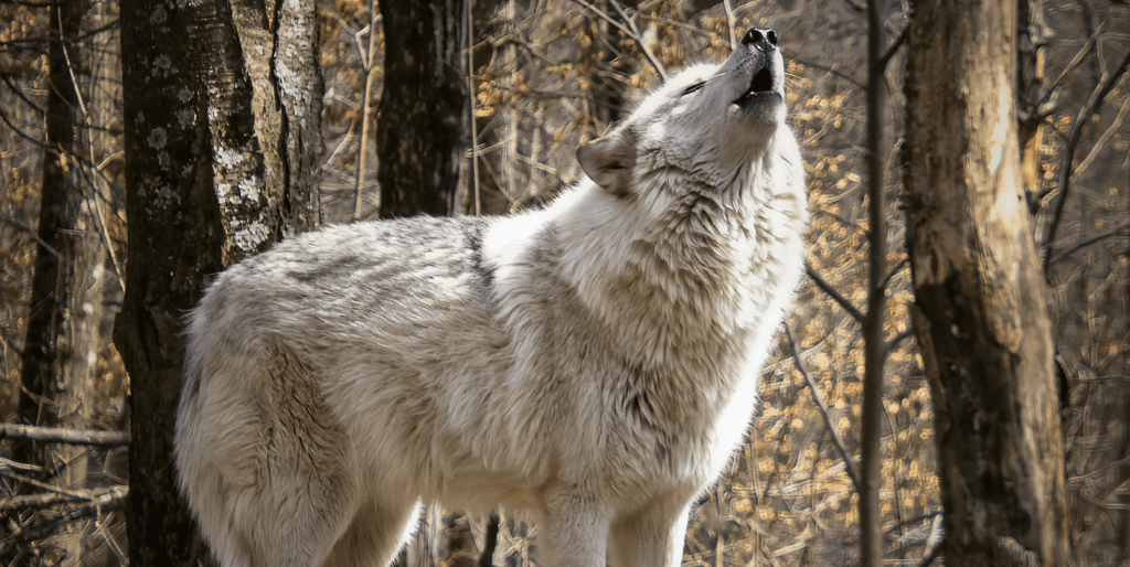 A wolf is standing in the woods and its mouth open.