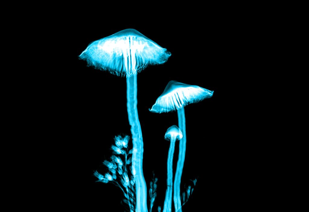 Two glowing mushrooms in the dark with a black background.